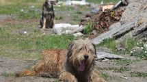 ukraine stray dogs