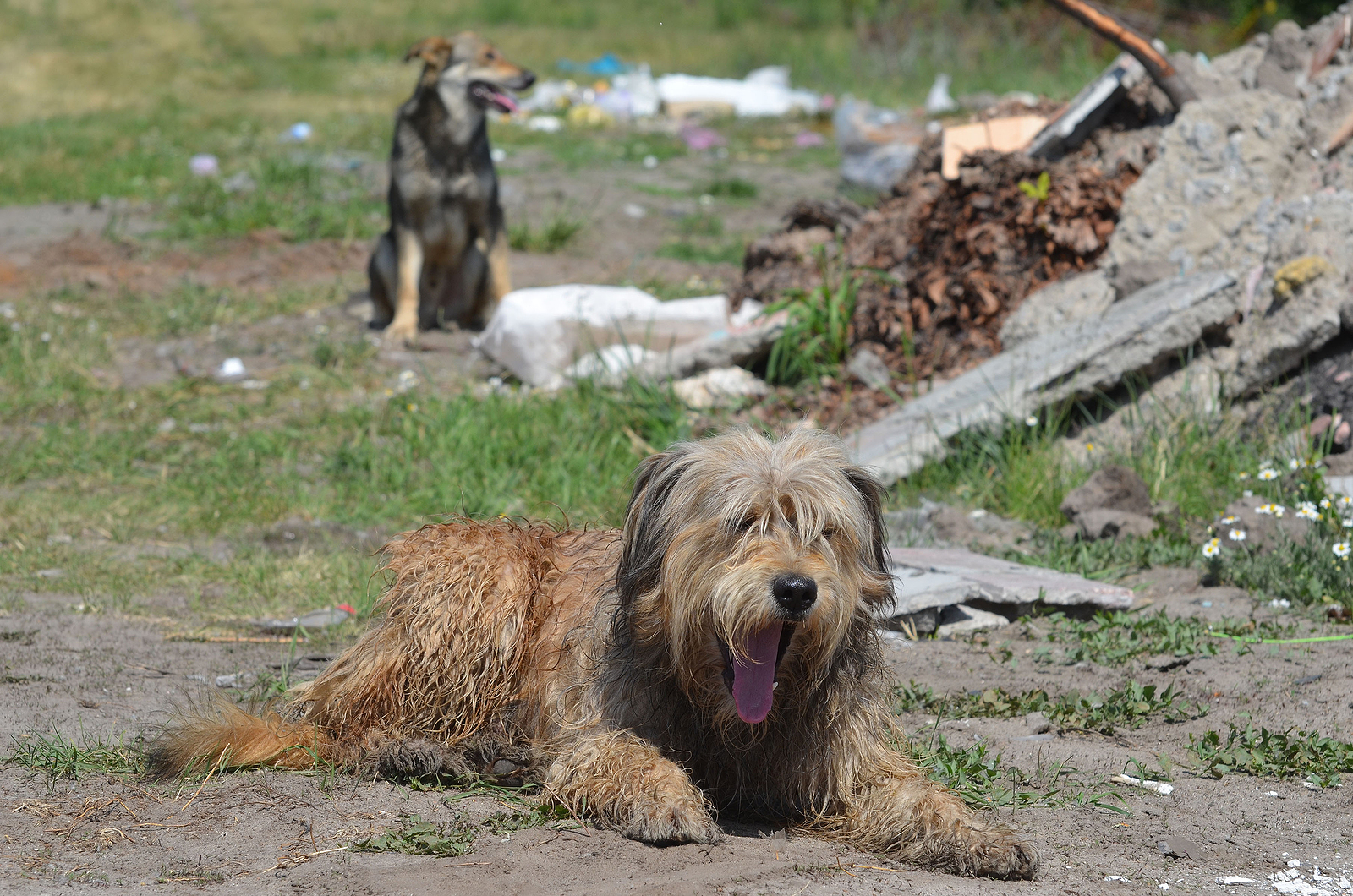 In Ukraine, technology offers humans solutions to the problem of stray  animals