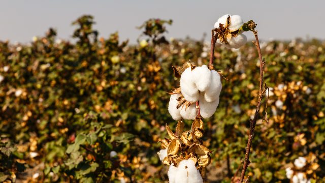 uzbekistan cotton harvest