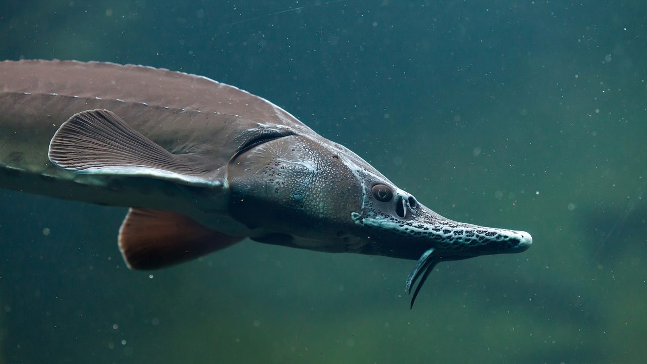 Sturgeon