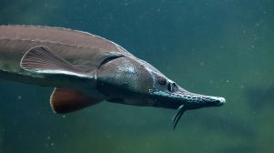 Sturgeon