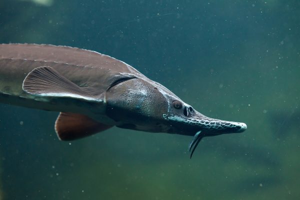 CEE’s illegal sturgeon trade is ‘systematic’, claims new report