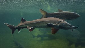 Sturgeon