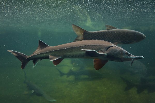 Romania bans fishing and sale of wild sturgeon indefinitely