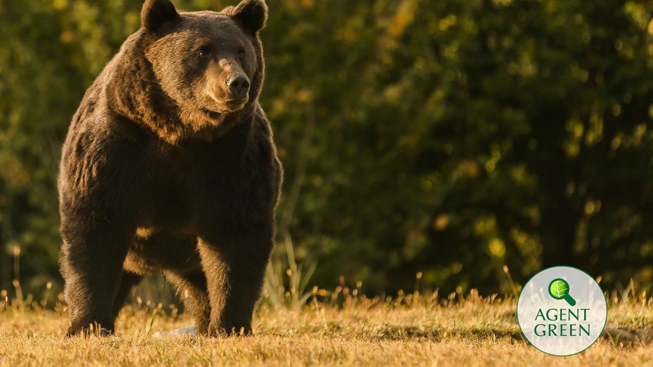 Arthur, the Romanian bear killed by an Austrian prince