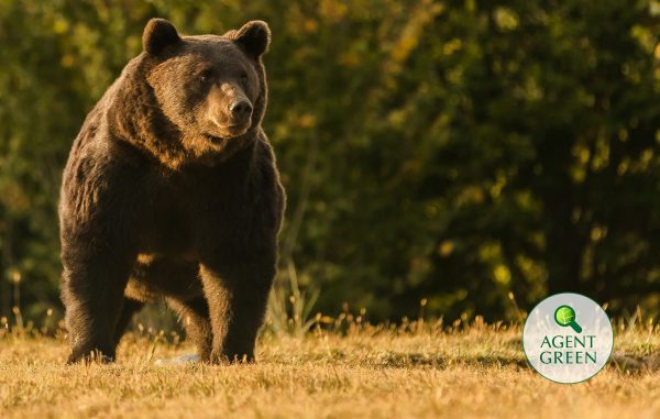 Arthur, the Romanian bear killed by an Austrian prince