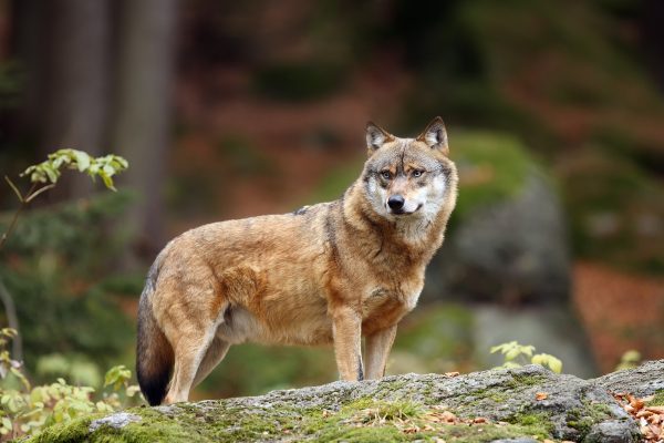 Slovakia finally bans wolf hunting