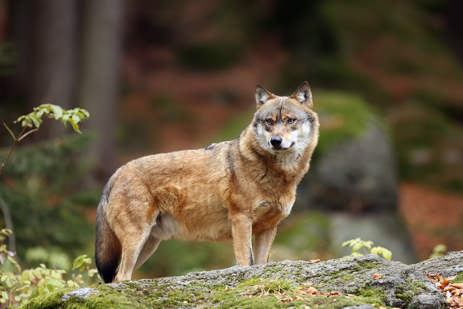 Photo of Slovensko nakoniec zakázalo lov vlkov, dnes už plne chráneného plemena