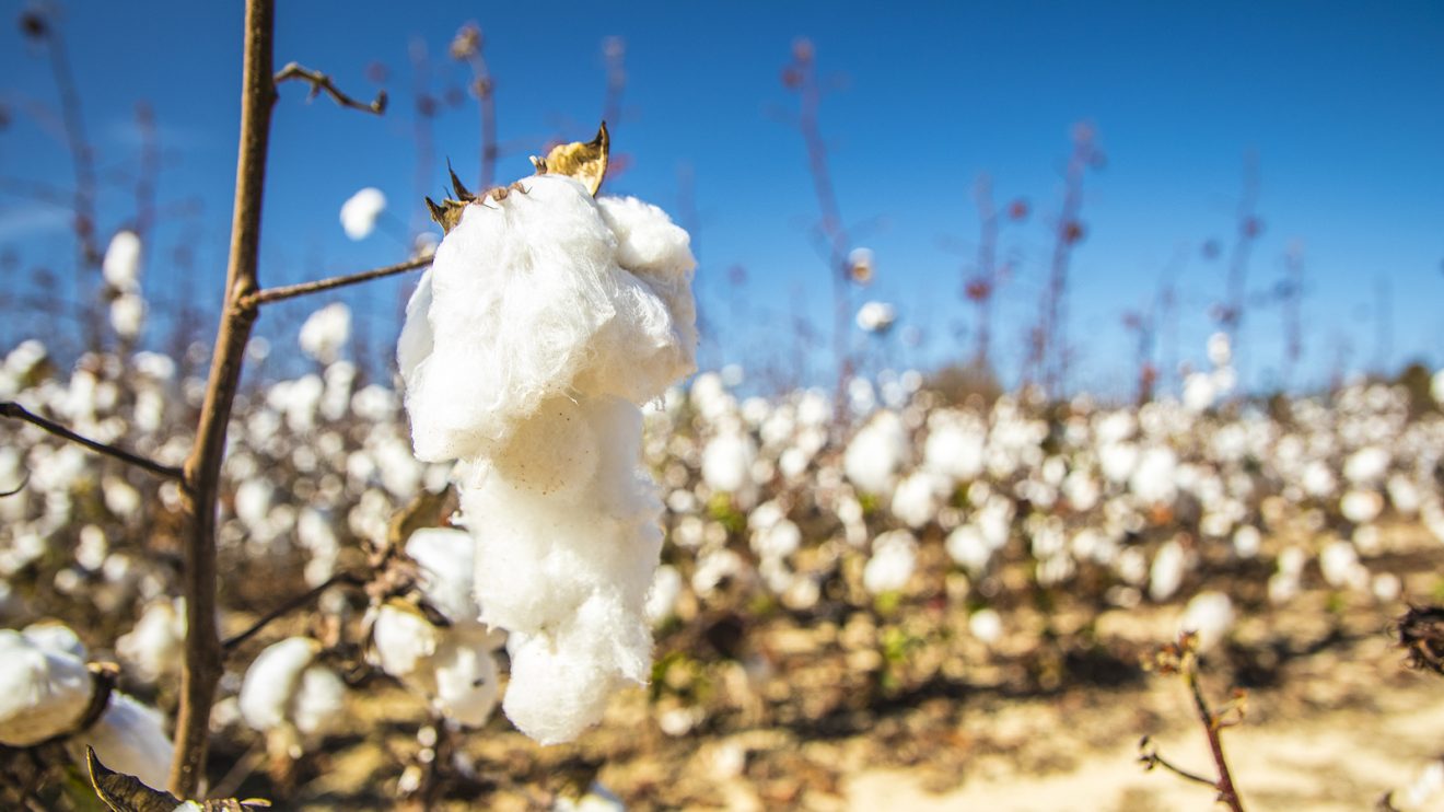 Cotton plants