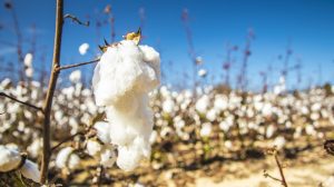 Cotton plants