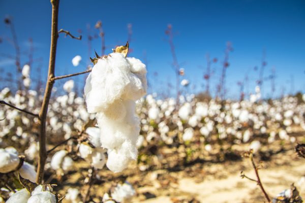 Cotton plants