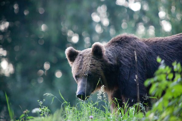 Could new Romanian law lead to ‘massacre’ of bears?