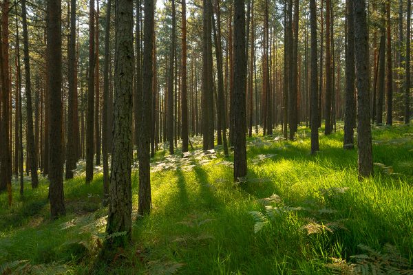Illegal logging is not the only problem facing Serbia’s forests