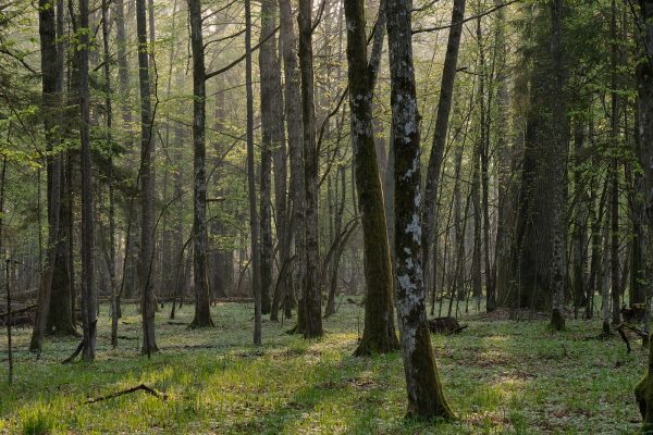 Poland’s uneasy balance between logging and forest preservation