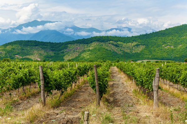 The potential, and challenges, of Georgia’s agriculture sector