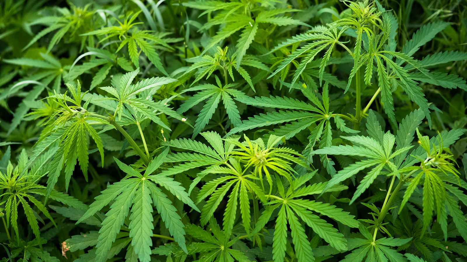 bigstock-Cannabis-Marijuana-Mature-Plan-456187559