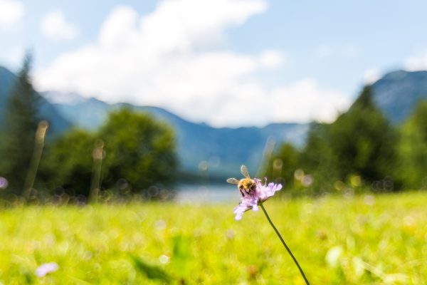 The botanical beauty of Slovenia’s Lake Bohinj