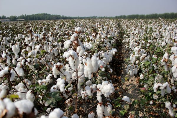 Turkmenistan’s cotton industry remains blighted by forced labour and corruption