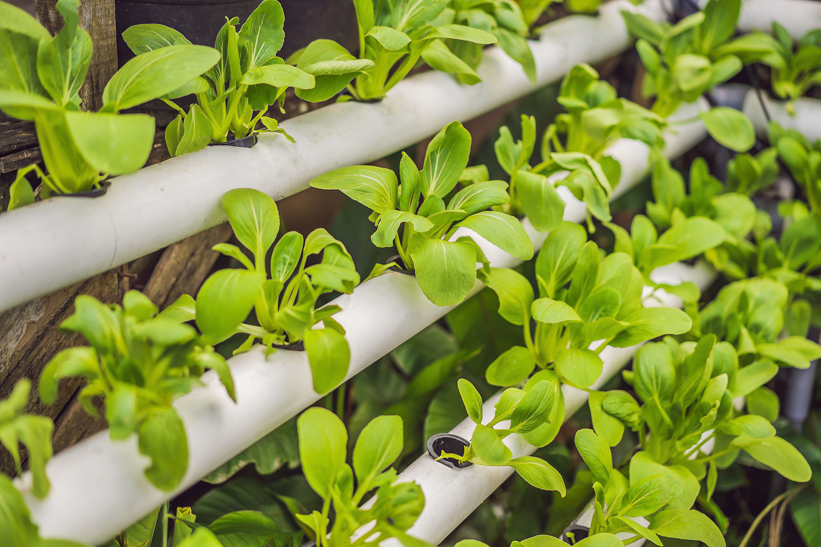 Green uprising: Vertical farming in emerging Europe - Vimarsana News
