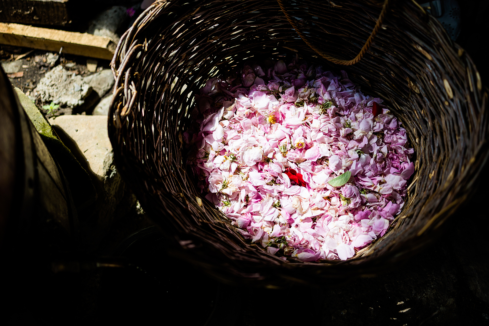 Central and Eastern Europe would be hit hard by new rules on essential oils - Vimarsana News