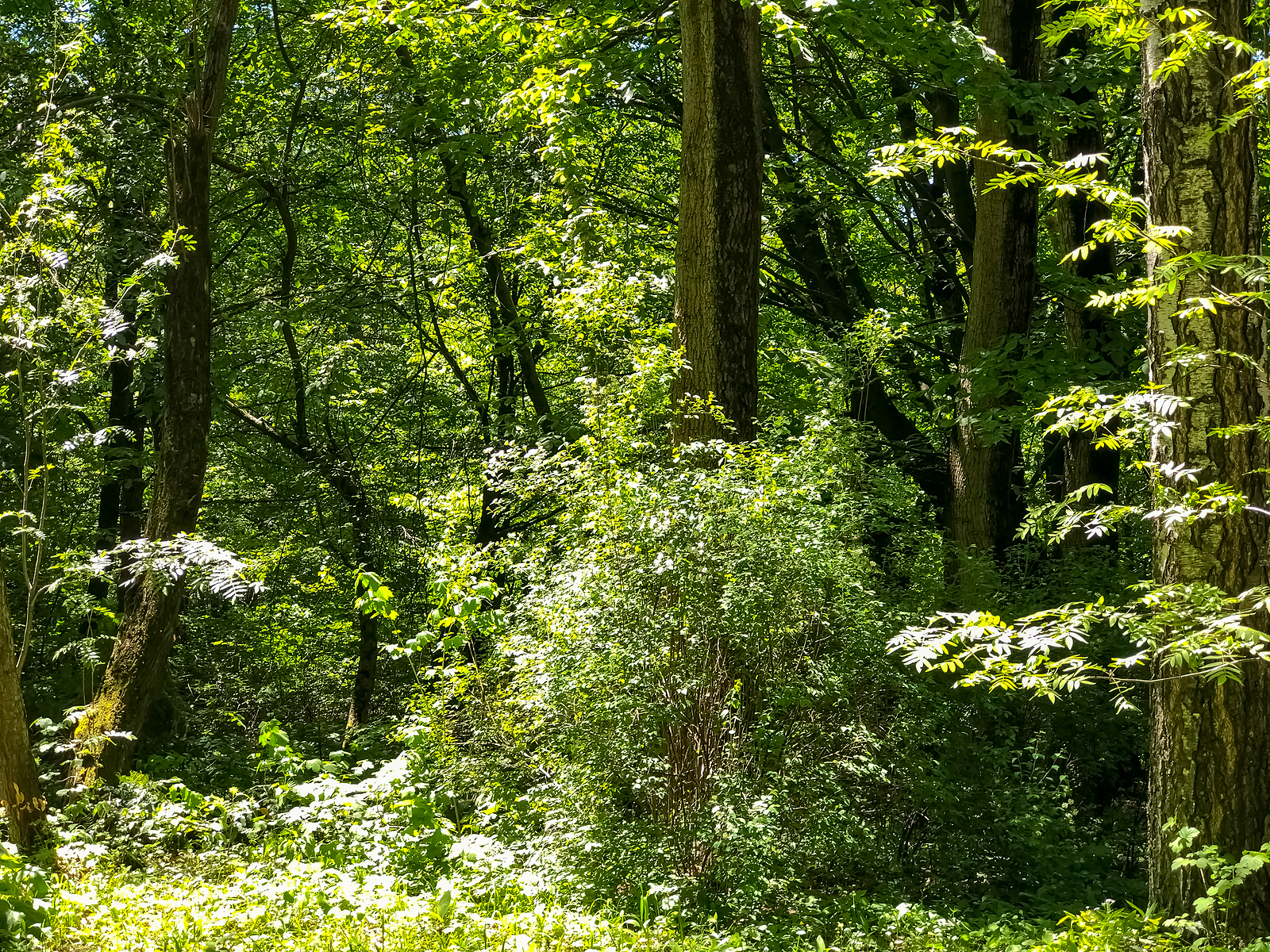 How reforestation can help bridge Armenia's urban-rural divide - Vimarsana News