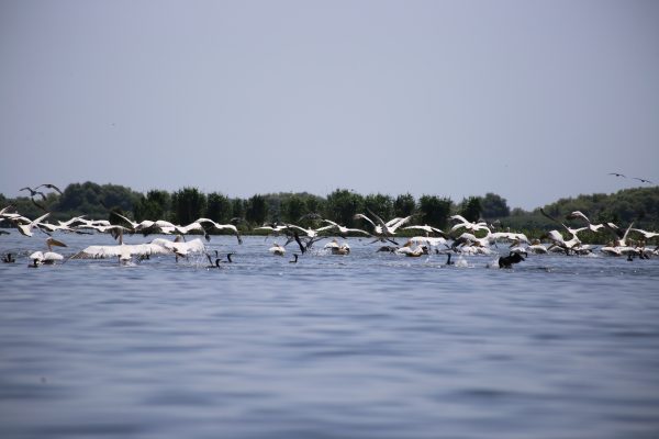 Against community wishes, restored wetlands in Romania’s Danube Delta face becoming agricultural land