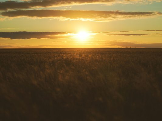 Digitalisation in Kazakhstan’s agriculture sector can support global food security efforts