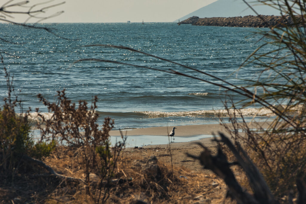 The battle for Albania’s coast