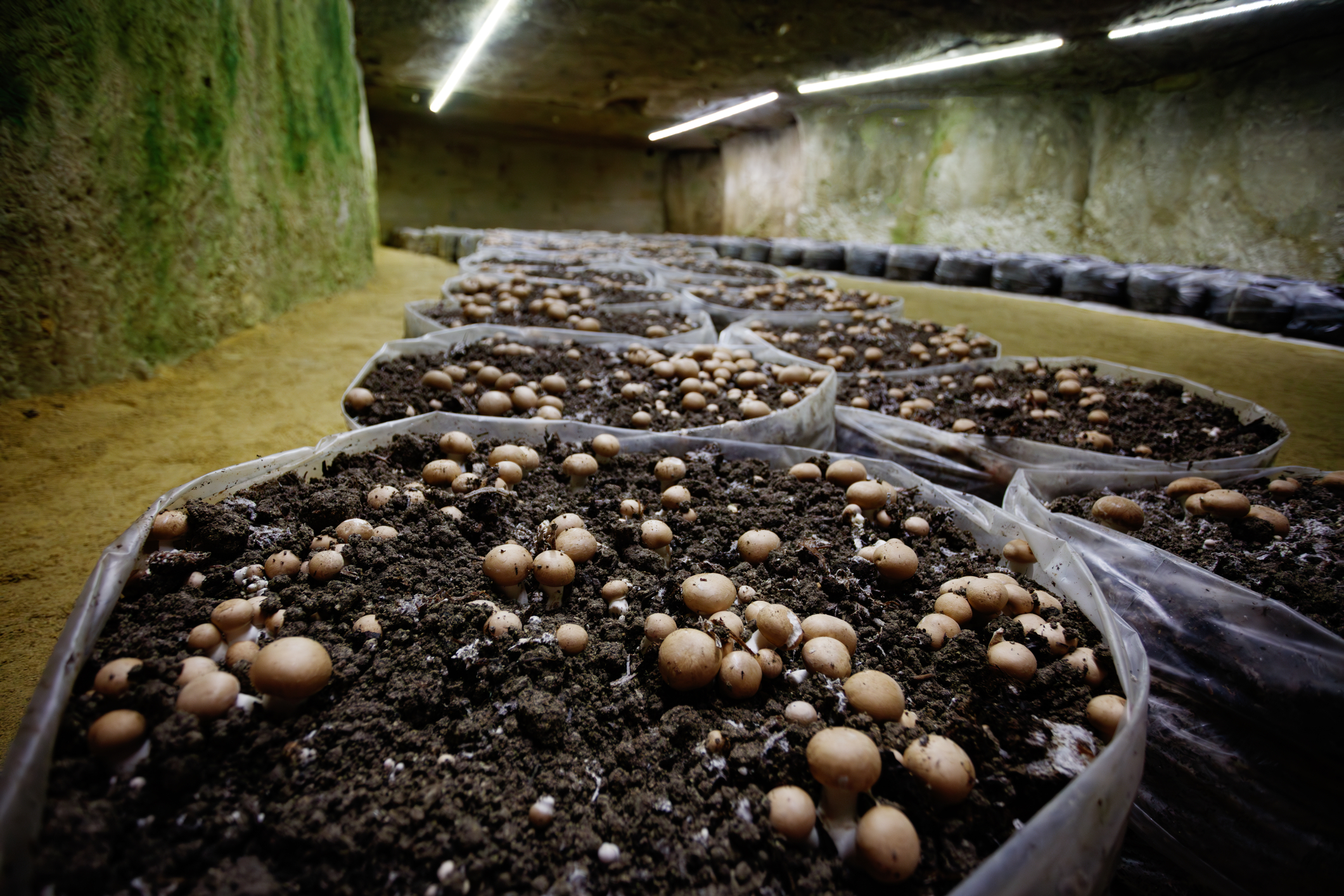 Growing underground