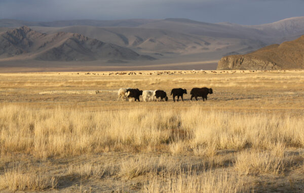 mongolia
